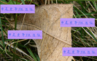 申花隊(duì)能否足協(xié)杯勝出？陳晉一、米內(nèi)羅及特謝拉助陣。
