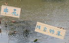 申花替補陣容，國腳主力，中超榜首霸主。