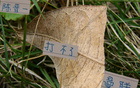 陳晉缺席申花熱身賽