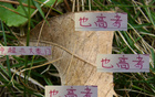 中超豪門6月7日戰(zhàn)，海港進(jìn)球七粒領(lǐng)跑