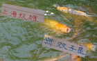 上海德比后，海港雙子星與申花雙子星能否征戰(zhàn)東亞杯？