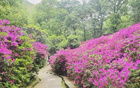今夜鎮(zhèn)江，杜鵑紅盛開，信念待果。